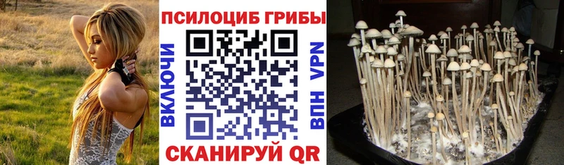 Псилоцибиновые грибы Psilocybine cubensis где найти наркотики Полысаево
